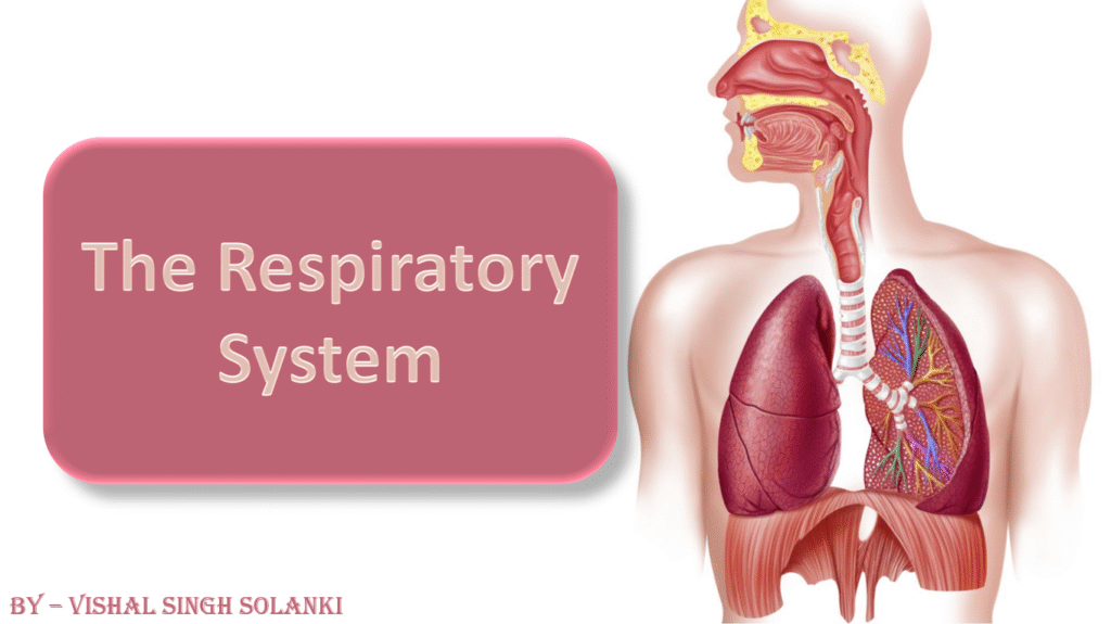 respiratory system