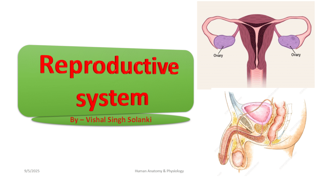 reproductive system